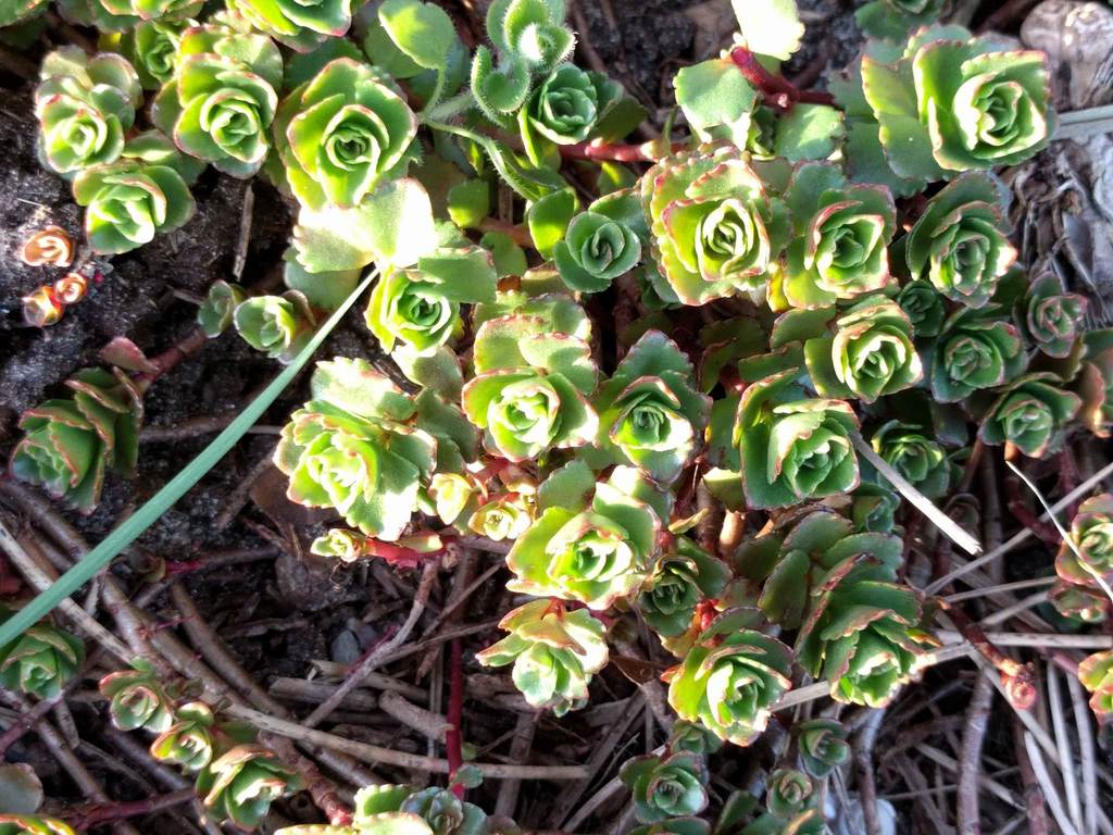 Sedum crenatum (Desf.) Boiss.