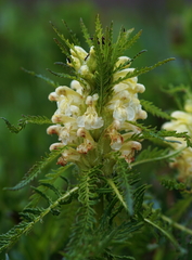 Pedicularis foliosa