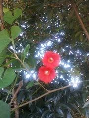 Ipomoea indivisa