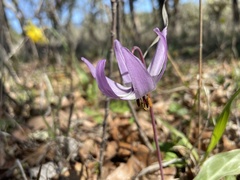 Erythronium hendersonii