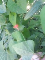 Ipomoea indivisa