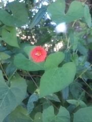 Ipomoea indivisa
