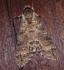 Manduca diffissa