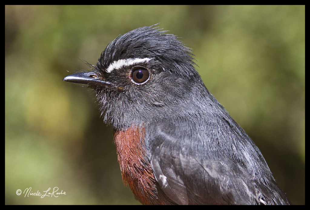 Maroon-Belted Chat-Tyrant