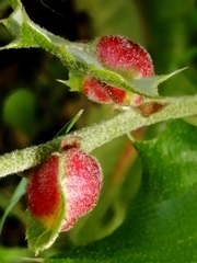 Plagiotrochus quercusilicis