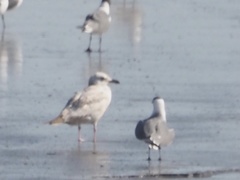 Larus glaucoides