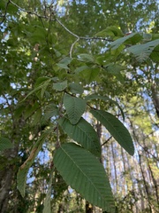 Nothofagus alpina