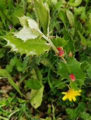 Plagiotrochus quercusilicis