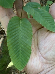 Nothofagus alpina