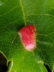 Plagiotrochus quercusilicis