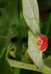 Plagiotrochus quercusilicis