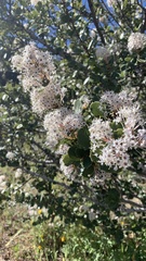 Ceanothus perplexans