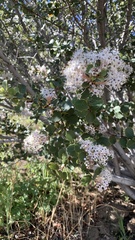 Ceanothus perplexans