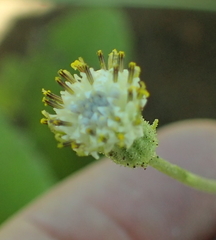 Senecio variabilis