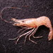 Pandalus stenolepis - Photo 由 aaronbaldwin 所上傳的 (c) aaronbaldwin，保留部份權利CC BY-NC