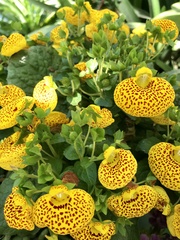 Calceolaria × herbeohybrida
