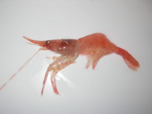 Genus Pandalus Inaturalist Australia