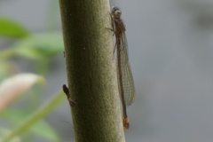 Ischnura elegans