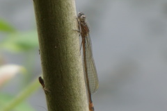 Ischnura elegans