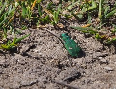 Cicindela ohlone