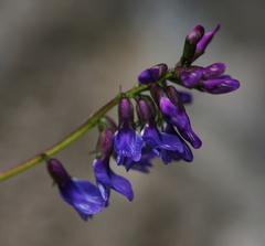 Astragalus norvegicus