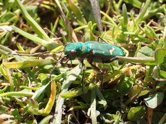 Cicindela ohlone