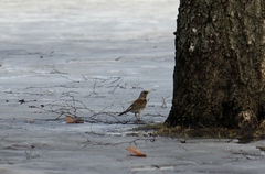 Turdus pilaris