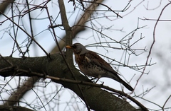 Turdus pilaris