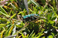 Cicindela ohlone