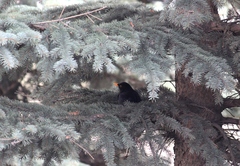 Turdus merula