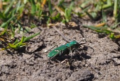 Cicindela ohlone