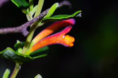 Clinopodium tomentosum