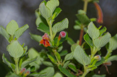 Clinopodium tomentosum