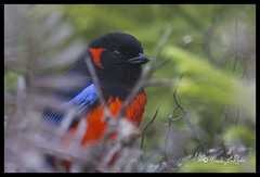 Anisognathus igniventris