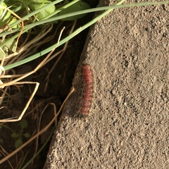 Astylus trifasciatus