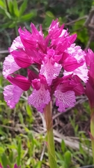 Anacamptis papilionacea