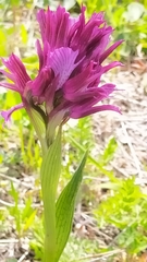 Anacamptis papilionacea