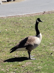 Branta canadensis