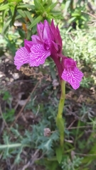 Anacamptis papilionacea