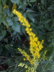 Angiospermae
