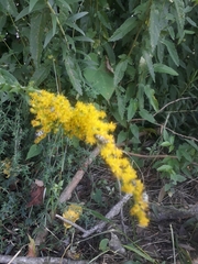Angiospermae