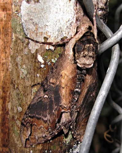 Photograph of Sphingina