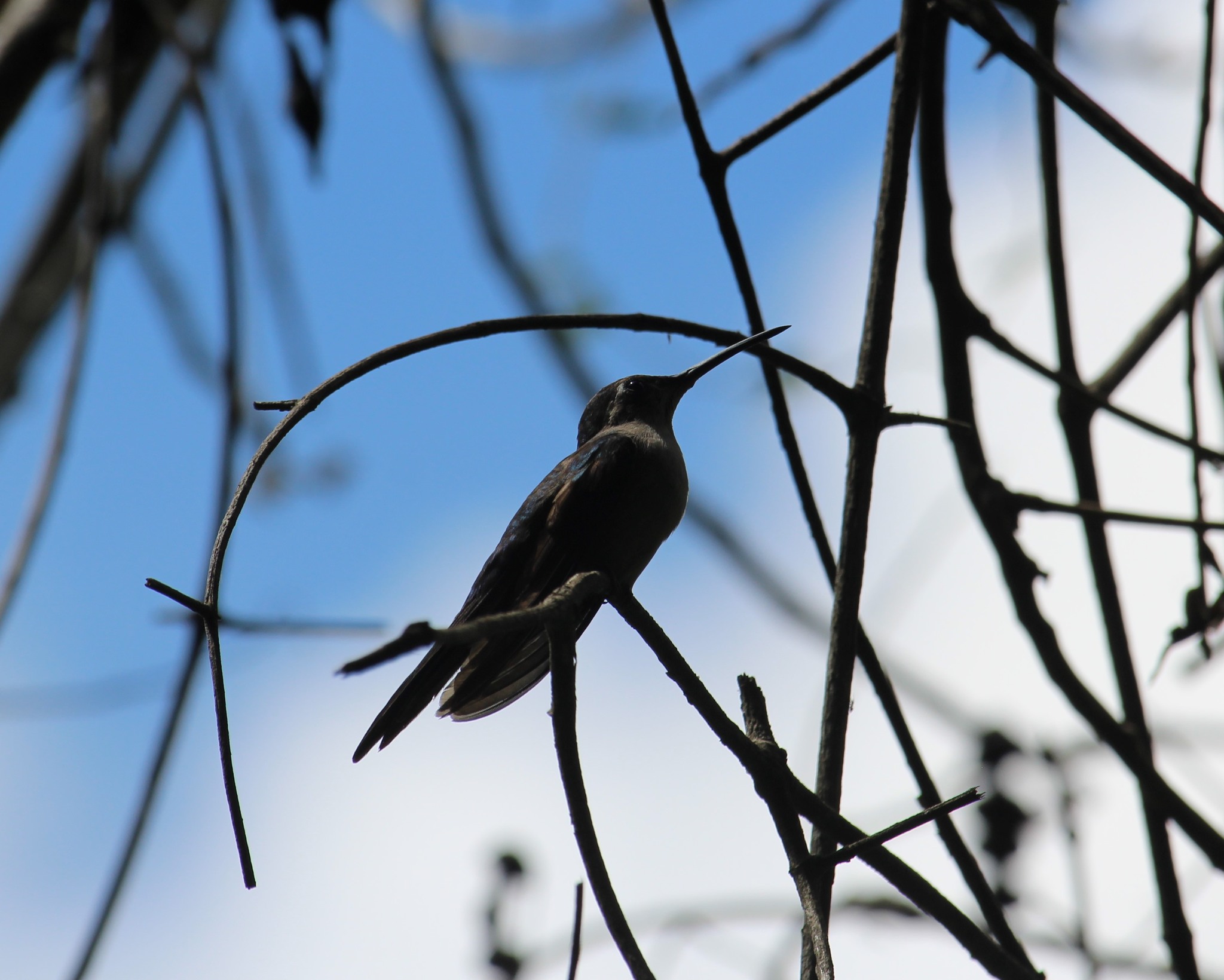 Wedge-tailed Sabrewing illustration