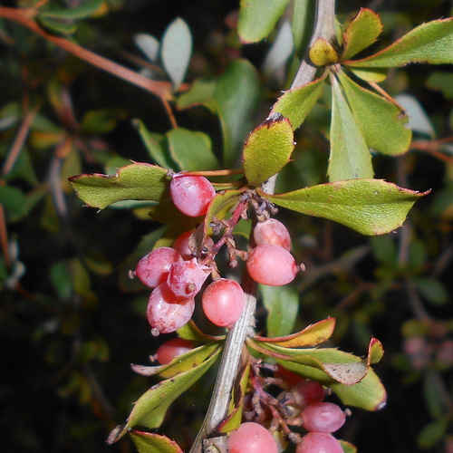 clustered barberry (Berberis aggregata)