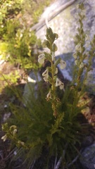 Pedicularis contorta