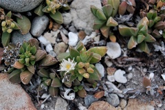 Delosperma guthriei