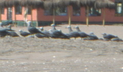 Leucophaeus modestus