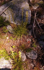 Pedicularis contorta