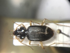 Nebria lacustris