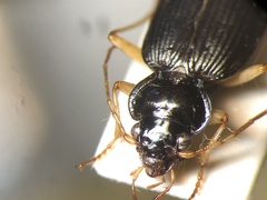 Nebria lacustris